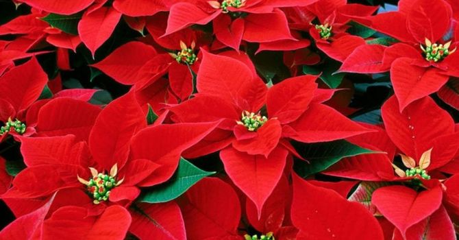 Back by popular demand! Growing Smiles Poinsettia Fundraiser. image